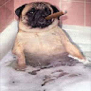 Meet your Posher, Cesar